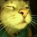 catRAVE catRAVE