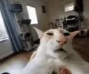 guh