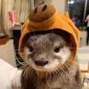 ottercapybara