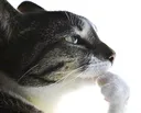 thinker