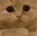 please