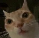cat_stare