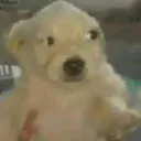 sideeyepup
