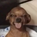 cheeweeni