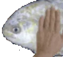 patfish