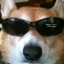 dog_chosma