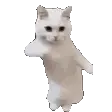 dancecat dancecat