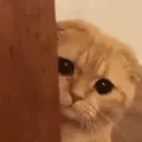 cat_Lurk