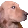 k_DawgSideEye