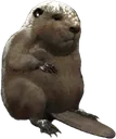 beav2