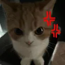 cat_angry