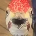 Gasp