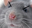 RatUpset Discord emoji