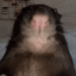 Ratvibe Discord emoji
