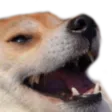 doggokek