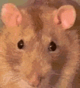 RatLook Discord emoji