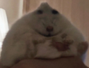 hampter Discord emoji