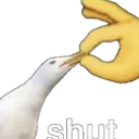 shut