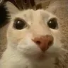 catto