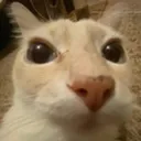 gatitoviendo gatitoviendo