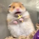 hamster_jesus