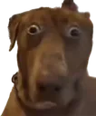 wtfdog