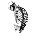 22374skeletonhunched