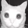 __