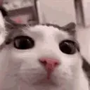 Plink Plink