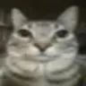 kitty kitty