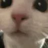 mrrp mrrp