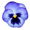 6_flowernf2u