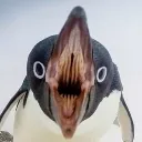 angrybirb