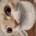 huhcat_trai