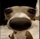 goofy_ahh_dog goofy_ahh_dog
