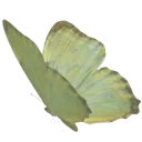 4_butterfly