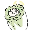 Korean_Seia_lettuce