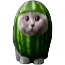 MelonCat