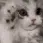 cutecat cutecat