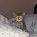 cat_angry2