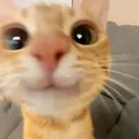 cat_smiling