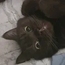 cutie
