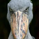 evilandintimidatingbird