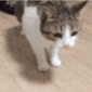 catfalling animated GIF emoji | AR