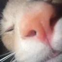 spleh
