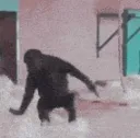 monkeyspin monkeyspin