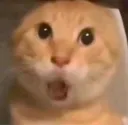 neko_ooooo