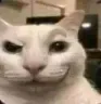 smugcat