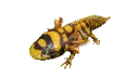 bandedaxolotl