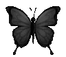 Butterfly with dark wings and a symmetrical design.